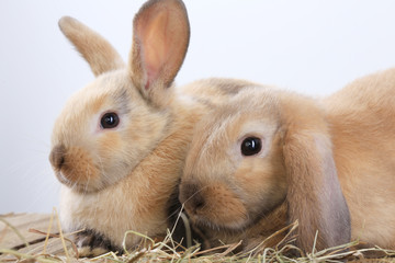 pair of rabbits