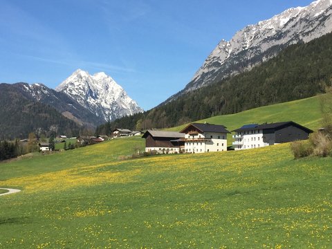 bettelwurf