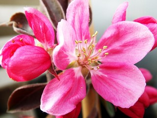 Fototapeta na wymiar Pink blooms