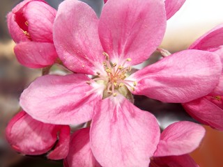 Fototapeta na wymiar Pink blooms