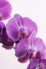 Fototapeta na wymiar Beautiful orhid