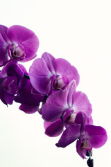 Fototapeta na wymiar My orchid