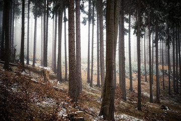 Zwischen den Bäumen im Nebelwald - Winter