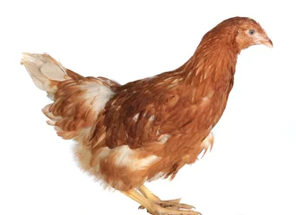 chicken-laying hens
