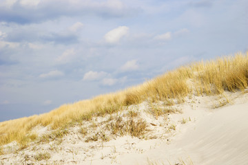 Golden Dune grass on the Baltic Sea