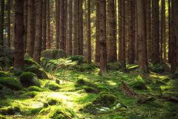 Frühling im Nadelwald