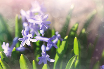 tender soft blue spring flowers - 82004247