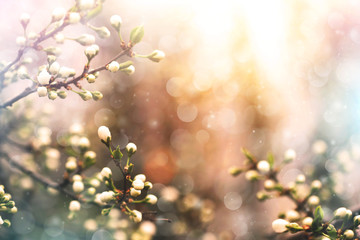 apricot tree twigs blooming in spring