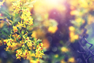 Fototapeta na wymiar currant bush blooming in spring