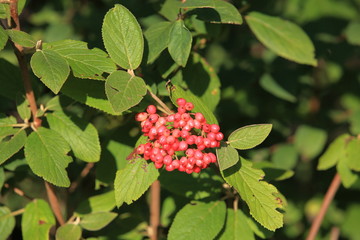 Wildbeeren