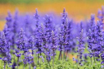 lavender and Blue Salvia flowers blooming in the garden 