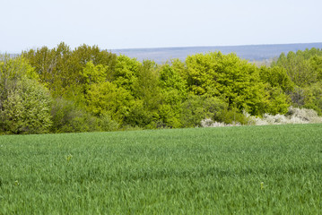 весенний пейзаж