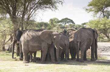 Fototapeta na wymiar The herd of elephants in the Baobab s Shadow