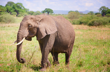 Fototapeta na wymiar Feeding Elephant