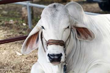 American Brahman Cow Cattle Closeup Portrait