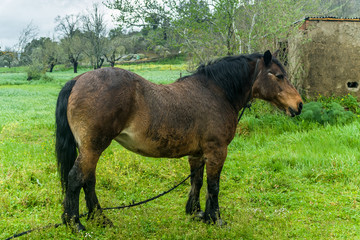 Fototapeta premium pull horse