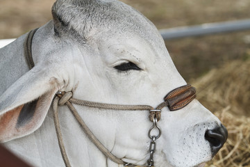 American Brahman Cow Cattle Closeup Portrait