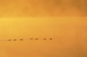 Obraz na płótnie Canvas Geese Swimming at Sunrise on Foggy Morning