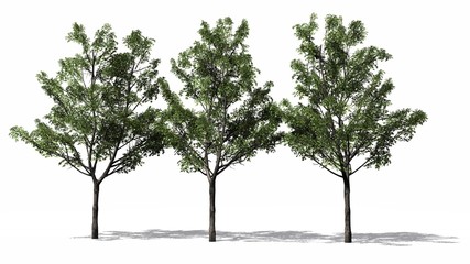 maple trees - isolated on white background