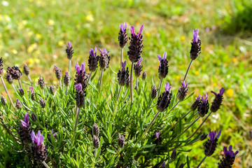 lavandula