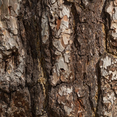 Old pine bark