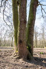 Dreifachbaum im Wald