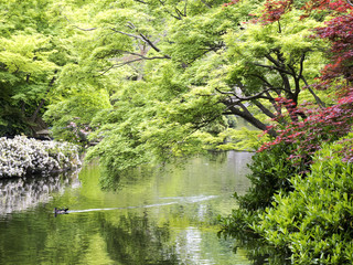 Fototapeta na wymiar Spring In Japanese Garden