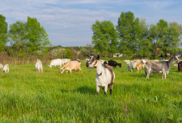 Fototapeta premium Ukrainian milk goats on a spring pasture (shalow dof)