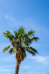 Fächerpalme vor blauem Himmel