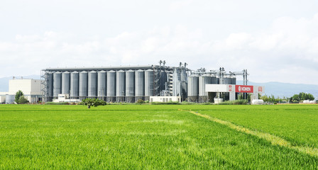 Fototapeta na wymiar Plantación de arroz en el Delta del Ebro, Amposta, Tarragona