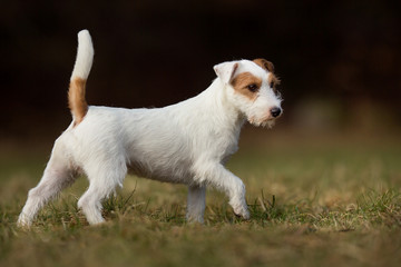 Purebred Jack Russell Terrier dog