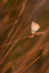 Common Blue (Polyommatus icarus) butterfly on a grass