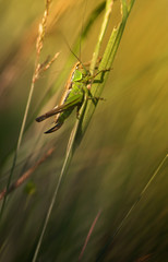 Green grasshopper macro