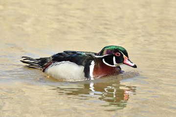 Wood duck (Aix sponsa)