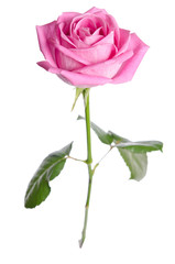 beautiful single pink rose on a white background. vertical posit