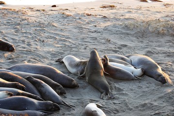 Fototapeta premium Elephant seals - Pacific Coast Highway