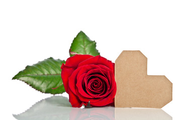Red rose with valentine for text on white background