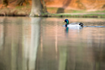 Obraz na płótnie Canvas schwimmende Ente fokussiert auf weichem Wasser