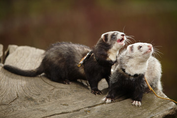 Two ferrets