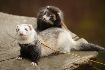 Two ferret females