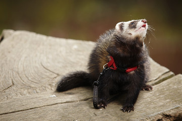 Ferret on bole in park