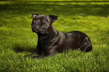 Staffordshire bull terrier male in spring grass