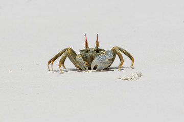 Ghost Crab (Ocypode quadrata)