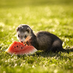Ferret with water melon birthday gift