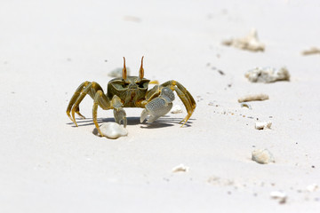 Ghost Crab (Ocypode quadrata)