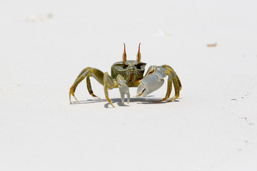 Ghost Crab (Ocypode quadrata)