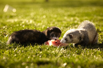 Ferret reward in park