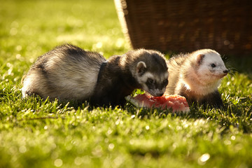 Ferrets loves melon