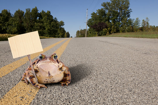 Toad on the Road