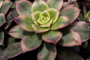 Pianta pianta grassa aeonium